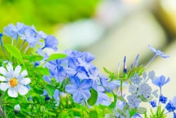 Gợi ý 3 loại cây cảnh hoa màu xanh đẹp lạ, dễ trồng, hoa nở quanh năm