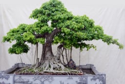Dùng cây cối làm phong thủy, hãy nhớ 7 nguyên tắc vàng này