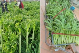 Loại rau phơi khô trông cỏ nhưng xưa là cống phẩm cho vua, nay bán giá cao vẫn được nhiều người săn lùng