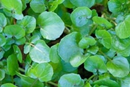 Loại rau siêu thực phẩm chống ung thư, tốt cho tim mạch và xương khớp, bán nhiều ở chợ Việt chỉ 10 nghìn đồng/mớ
