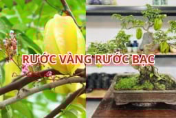 Mẹo trồng cây khế phong thủy sai hoa trĩu quả, rước vàng rước bạc vào nhà