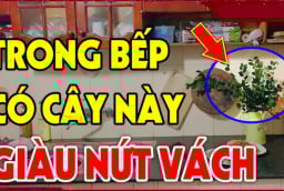 Nhà có 3 loại cây thơm này: Điềm lành sắp tới, đừng dại nhổ đi