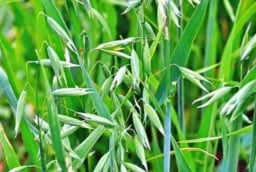 Loại cỏ bị coi là vô dụng nay thành đặc sản quý hiếm, giá 5 triệu đồng mỗi kg khiến dân săn lùng