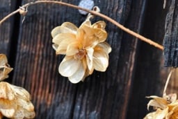 Tổ tiên dặn kỹ: Để 5 thứ này trong nhà, tránh tai họa, bại vong và nợ nần chồng chất