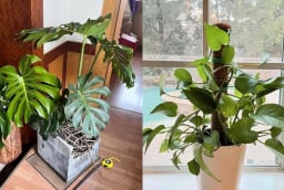 5 loại cây cảnh càng trồng trong nhà càng xui xẻo: Hoa vượng nhưng người không vượng