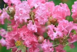 4 loại hoa thu hút tài lộc nuôi dưỡng con người, mang lại thịnh vượng gia đình