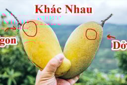 Mẹo mua xoài chín ngọt tự nhiên, không sợ ủ thuốc