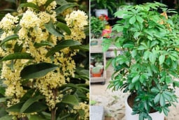 5 loại cây cảnh hút tài lộc hợp cả 5 mệnh, trồng trước nhà là tốt nhất
