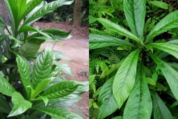 Từ bờ rào làng quê đến 'gia vị vàng': Xương sông – loại rau dân dã nay có giá 70.000 đồng/kg