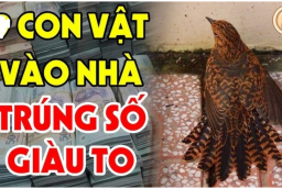 4 con vật vào nhà Đệ Tử Thần Tài: Trúng Số giàu to