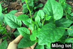 6 loại rau nhặt lá đừng ném bỏ cành, đem cắm xuống đất quanh năm được ăn rau sạch