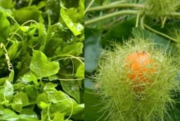 Rau dại mọc bờ rào ngọn leo như bí, quả vàng thơm như chanh leo, trở thành đặc sản, trồng tại nhà cực dễ