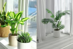 Cách đặt cây xanh trong nhà giúp chiêu tài hút lộc, tiền bạc không mời cũng đến