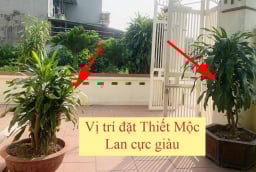 Trồng cây Thiết Mộc Lan trước cổng nhà có tốt không? 3 chỗ trồng Tiền tiêu thả cửa