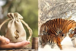 3 con giáp càng làm càng giàu, ở hiền gặp lành: Cuối năm 2025 tắm trong cơn mưa tiền khiến mọi người trầm trồ