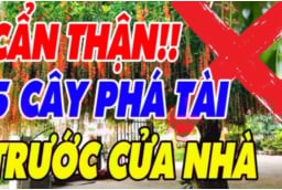 5 loại cây ác Chặn Cửa Thần Tài: Trồng trước nhà nào, nhà đó nghèo khổ, cây càng xanh người càng lao đao