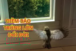 Tổ tiên linh ứng: 3 con chim vào nhà mang theo Tài Lộc, Sắp Trúng Số Đổi Đời, Giàu có bất ngờ