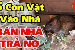 5 con vật này vào nhà Chặn Cửa Tài Lộc mang theo xui xẻo: Đặc biệt loại thứ 2 đuổi ngay kẻo khánh kiệt