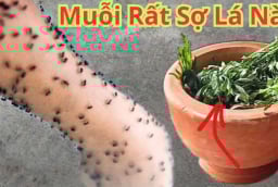 Không cần phun thuốc hay vượt muỗi: Bỏ nắm lá này vào phòng, muỗi sợ hãi bay xa, yên tâm ngủ ngon