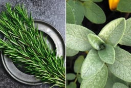 6 loại lá khử mùi cơ thể, người thơm ngát không cần dùng nước hoa