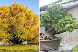 3 loại cây cảnh 'giữ nhà' được giới nhà giàu ưa chuộng: 10 nhà trồng thì 9 nhà giàu sang