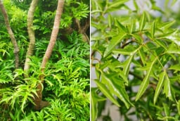 Cây Đinh Lăng hút tài lộc: Người thuộc 3 mệnh này trồng là hợp nhất, mang phú quý vào nhà