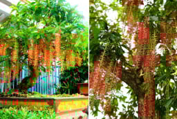 3 cây cảnh 'giữ lộc', nhà giàu hay trồng trong nhà, trồng càng lâu gia đình càng thịnh vượng