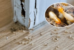 6 cách diệt mối bằng nguyên liệu tự nhiên, có sẵn tại nhà