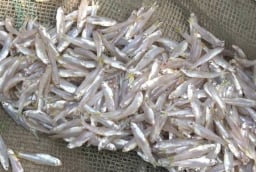 Đi chợ gặp 6 loại cá này mua ngay kẻo hết: Cá tự nhiên giá bình dân, bổ dưỡng như nhân sâm tổ yến