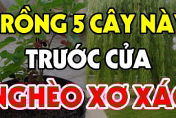 Cây âm vào nhà, gia đình không nghèo cũng bại, chặt bỏ đi đừng tiếc