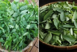 Rau ngót mát bổ nhưng 5 nhóm người này không nên ăn, tránh rước thêm bệnh