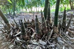 5 loại cây cảnh rất đẹp, nhưng 'bất hảo', ngôi nhà bạn sẽ bị 'ngập lụt' trong hoa lá cành của chúng