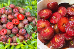 Mận chín ngon khó cưỡng nhưng có 6 nhóm người không nên ăn, thèm mấy cũng đừng động vào