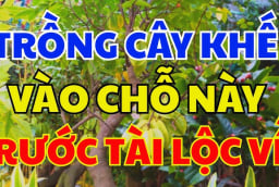 Vị trí trồng khế tốt nhất: Chỉ cần 1 cây ở vị trí này tiền vào như nước, sung túc trọn đời