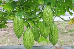 2 loại rau “thần dược” giúp người Nhật sống thọ, rẻ bèo chỉ 5.000 đồng bán đầy chợ Việt