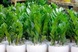 Làm mãi không giàu, gia đình lục đục? Hãy tránh ngay những điều kiêng kỵ trước cửa nhà