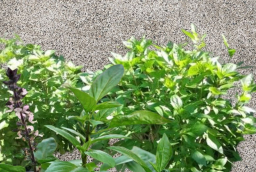 Loại rau quen thuộc 'lên đời' thành Cây cảnh Phong Thủy, trồng 1 chậu nhỏ giúp tăng sức khỏe, Thu Tài hút lộc