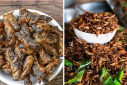 Loài vật 'chó đất' xưa bị vứt bỏ, nay là đặc sản gần 1 triệu/kg: Ở quê có đầy mà ít ai biết