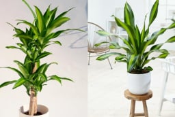 Cây Thiết Mộc Lan kỵ với người mệnh này, trồng trong nhà dễ hao tài tán lộc