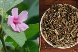 Ké hoa đào: Loài cây từng bị nhổ bỏ không thương tiếc, nay thành “vàng khô” giá 500.000 đồng/kg