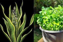5 cây cảnh trong nhà nở hoa Báo Điềm Gở, Xử lý ngay kẻo Hao Tài Tốn Lộc, Khó Giàu Sang