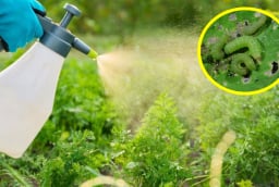 Cách làm thuốc trừ sâu từ các nguyên liệu tự nhiên, vừa hiệu quả, vừa tiết kiệm, an toàn