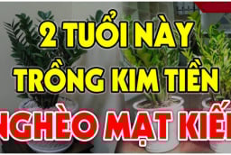 Cây Kim Tiền Hút Tài Lộc:  2 tuổi này tuyệt đối không nên trồng, cây càng xanh người càng suy