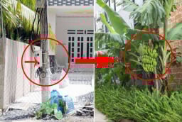 Nhà nghèo đừng chặt bỏ 3 cây, con cháu no đủ 3 đời, là cây gì?