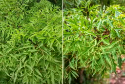Trồng cây Đinh Lăng đúng vị trí này, cây càng xanh tốt, gia đình càng thịnh vượng, lắm tiền nhiều của