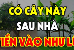 4 loại cây Thần Tài Sủng Ái: Trồng ở nhà nào nhà đó phát tài, giàu có