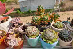 7 loại cây trồng trong nhà vừa đẹp, vừa tốt cho sức khỏe, giúp trị bệnh, lại có ý nghĩa phong thủy tốt lành