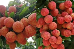 Mùa quả vải chín, giàu dinh dưỡng nhưng 7 nhóm người nên hạn chế ăn vải