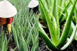 Nghề lạ ở Việt Nam: Trồng cây nha đam – “lộc trời” từ cây dại thành đặc sản giải nhiệt mùa hè