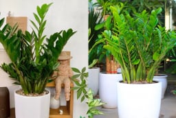 Trồng cây kim tiền có 4 điều cấm kỵ, nhiều người chưa biết